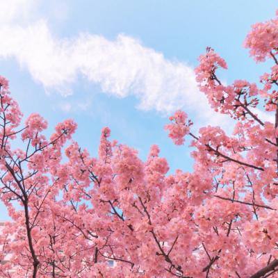 军师天下单机版下载